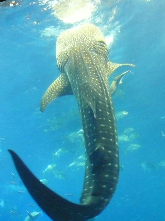 ジンベイザメ。<br /><br />模様が夏着の甚平に似ていることから名付けられたそう。<br /><br />立ち泳ぎをしながら水面近くの餌をたべる習性を持つジンベイザメ。<br />約100リットルの海水とともに餌のオキアミを大きな口を開けて吸い込む豪快な給餌シーンを解説付きで見ることができます。