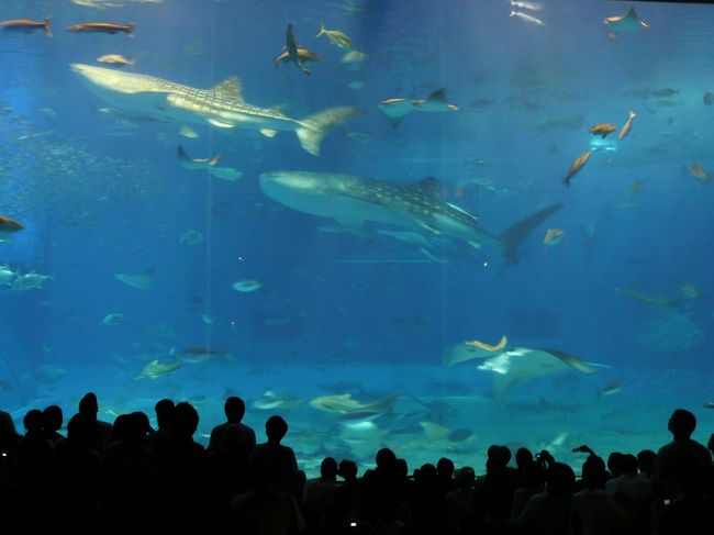 黒潮の海<br /><br />ジンベエザメ、マンタ、キハダ、カツオの群れが悠々と泳ぐ大迫力の水槽！！！