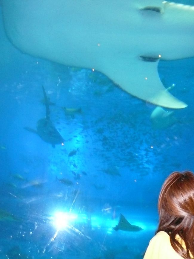 ジンベイザメのお腹。