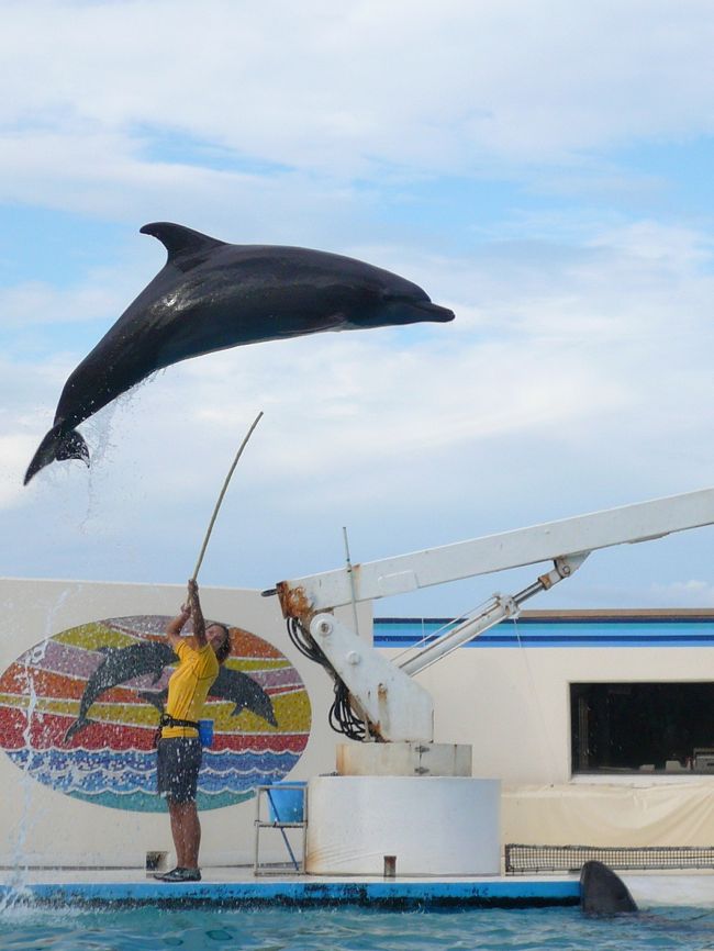 オキちゃん劇場のイルカショー