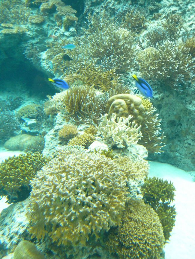 サンゴの海。オオウミキノコ。