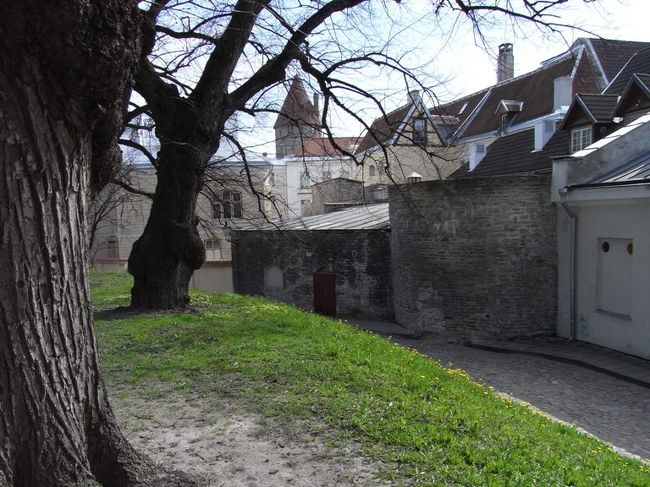 そう考えるとこの木も童話チックに思えてきた。