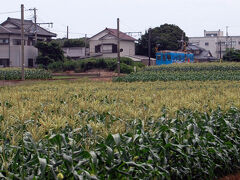 銚子電鉄のかわいい2両編成電車がトウモロコシ畑を抜けていきました。