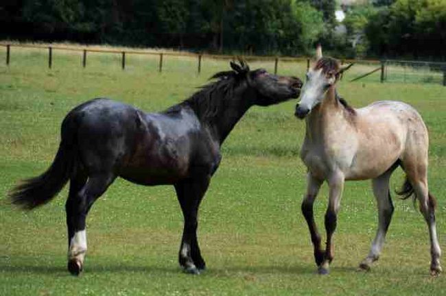 コッツウォルズ、ボートン・オン・ザ・ウォーターの牧場