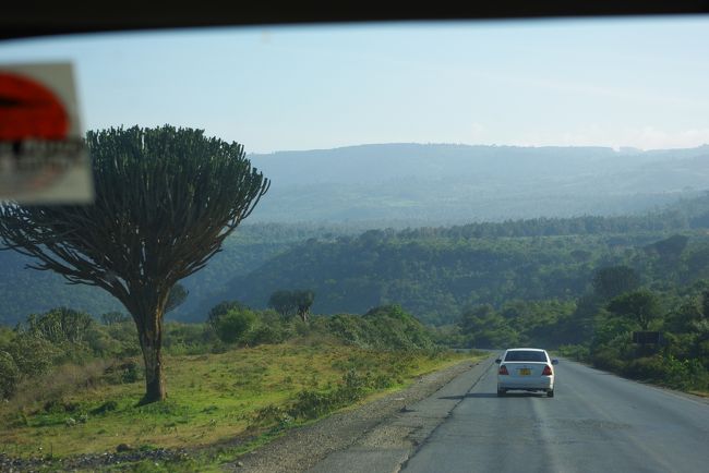 カクタスツリー：サボテンの木<br />ユーフォルビア・インゲンス<br /><br />幹は木なのに、上の方はサボテン