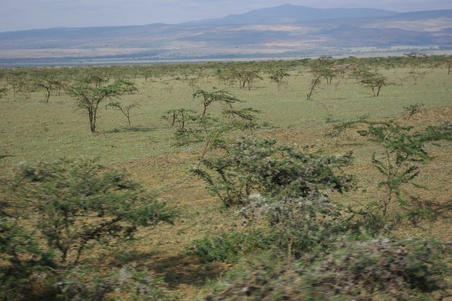 グレートリフトバレーをず〜っと走ってると、<br />緑の多いところや、赤土のところ、草原のところ、石の多いところ。といろいろ景色が変わってきます。<br />これはちっちゃいアカシアがいっぱい生えてるところ。