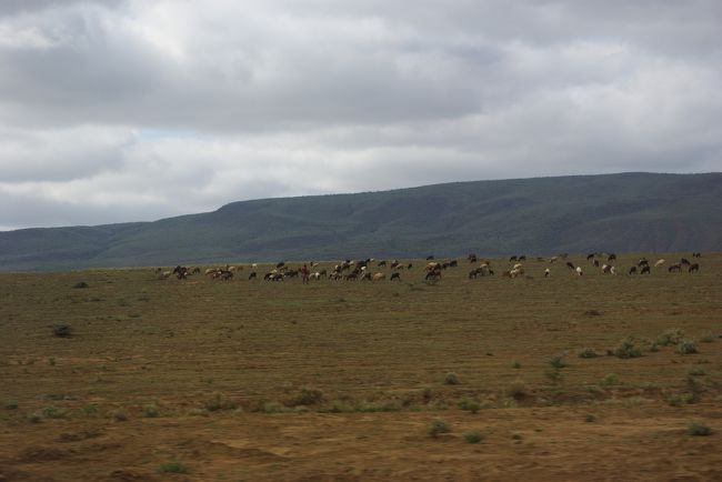 マサイが放牧してるところ。<br />牛がいっぱいいるところには、必ず赤いマントのマサイがいました！<br />マサイが赤を着ているのは、動物に自分の存在を分からせるため。動物が恐れる色。と聞いていましたが、本当に、遠くにいても赤は目立ちます。私はベージュとか白とかグレーとか自然の色になじむの服装ばかりなので、きっとライオンとかに襲われるんだと思います。<br />注：国立公園内では車から降りるのは禁止されています。街中でも、必要以外に車から降りることをガイドさんは促しませんし、襲われることはないです。