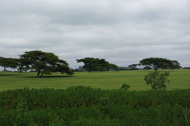 大きめのアカシアの育っている所。<br />やっぱり緑が多い風景は美しいです☆