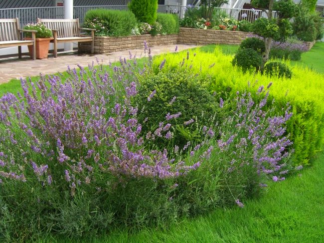 いつものように「神戸空港」から那覇へ。<br />空港の展望台に、こんな花壇があることを、ご存知でした？<br />いやぁ〜、知らんかったわぁ。私の好きなラベンダーぢゃーん♪<br />今回はいい旅になりそぉ♪(^ー^* )フフ♪