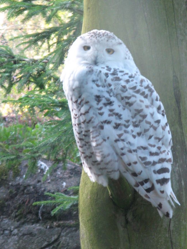 仕方なく足は動物園の方へ。<br />しぼんだ気持ちを蘇らせてくれたのはこれ！<br />ﾊﾘｰ･ﾎﾟｯﾀｰにでてくるﾍﾄﾞｳｨｸﾞみたい。<br />顔が可愛い。