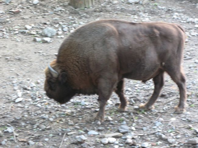 一番興奮したのはこれ！<br />ﾖｰﾛﾋﾟｱﾝﾊﾞｲｿﾝ。<br />すっごくﾃﾞｯｶｲ！<br />象のようにﾃﾞｶｲ！