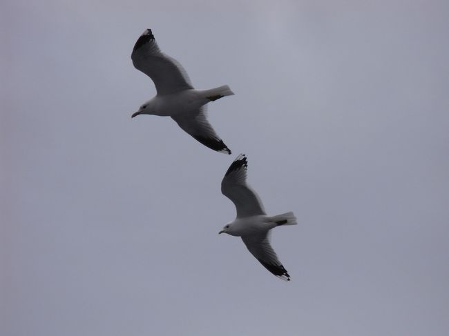 かもめも仲良くフェリーについてきます。