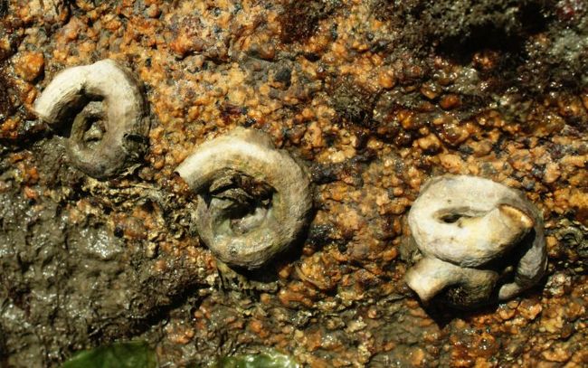 オオヘビガイがようけ着いとったでがんす。