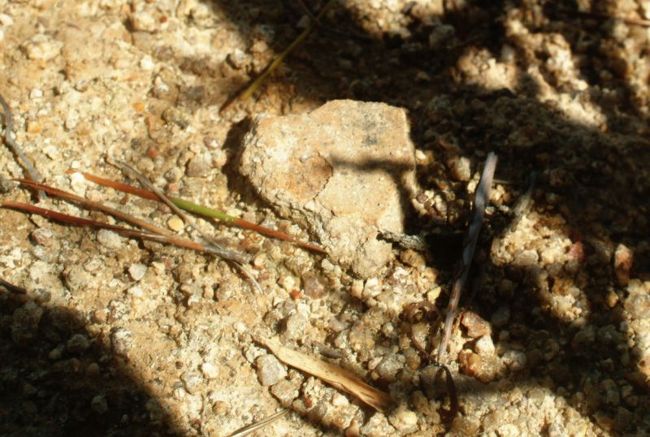 沖鼓島でも遺跡から土器片が落ちとったんを考古学研究家の小野伸さんが見つけたでがんす。