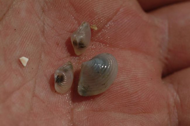 黍団子理科大の学生が透明な殻の稚貝をめっけたけど、名前不明でがんした。