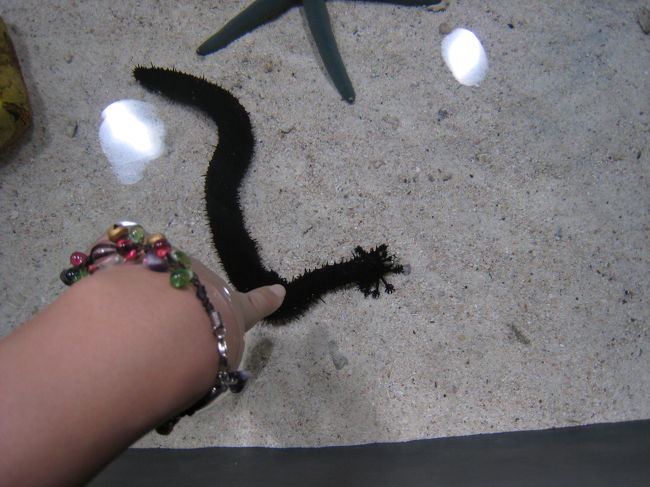 ナマコやヒトデとのふれあいコーナーです。<br /><br />ふわっとしてて何とも気持ち悪い手触りでした〜。