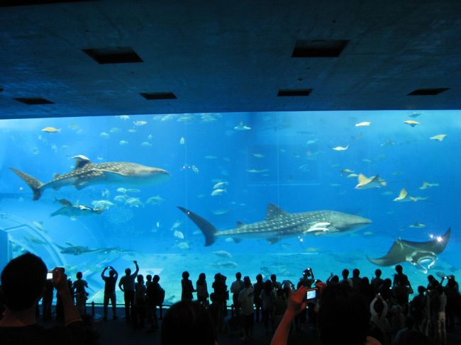 この大水槽はもう・・・素晴らしいとしか言えません。<br />海を見ているような、空を見ているような、とにかく<br />不思議な感覚になります。<br />来るたびに１時間くらいは余裕で眺めてます。<br />なごむ〜〜。<br /><br />「関西人は海遊館でジンベエザメや大きな水槽を<br />見慣れてるから美ら海水族館ではあまり感動しない」<br />という説を聞いたことありますが、それは違います！<br /><br />海遊館の大水槽は縦に長くて横幅がせまいので<br />こんなに海っぽい風景は見られません。<br />海遊館も好きだけど、それはそれです。