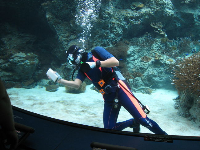 水槽を掃除するダイバーさん<br /><br />もしかしてクリスマスにはサンタダイバーに<br />なったりもするんでしょうか？