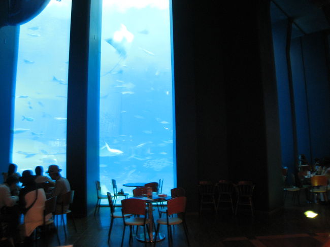 こちらは大水槽前のカフェ。<br /><br />水槽に面した席は大人気で、ここを確保するのは<br />至難の業です。<br />水族館オープンと同時に入って魚は見ずにまっすぐ<br />カフェに向かう人がたくさんいましたよ。