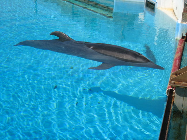 水族館の外にはイルカやウミガメが見られる<br />スペースがあります。<br /><br />映画で有名になったイルカの「フジ」が見たくて<br />行ってみましたが、どの子かわかりませんでした。