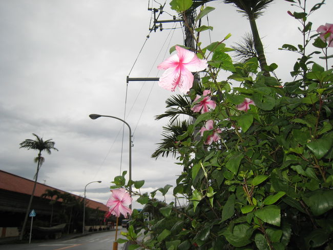 ＜３日目＞<br /><br />いよいよ最終日です。<br />朝からホテルのレンタサイクルで万座毛へ行こうと<br />決めていたのに起きたら雨でした。<br />しかも肌寒い〜！