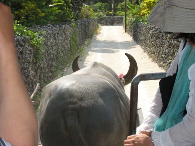 水牛車観光してみました。<br /><br />おじさんの歌や話が楽しくて、ずーっと乗ってたい<br />くらいでしたよ。