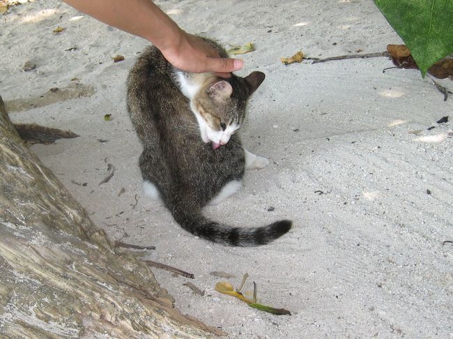 ビーチにはたくさんのにゃんこが。<br />あんまり人懐っこくなくてさみしかったなぁ。