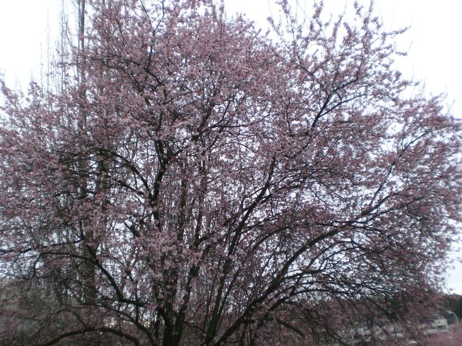 いたる所に桜が咲いてます。