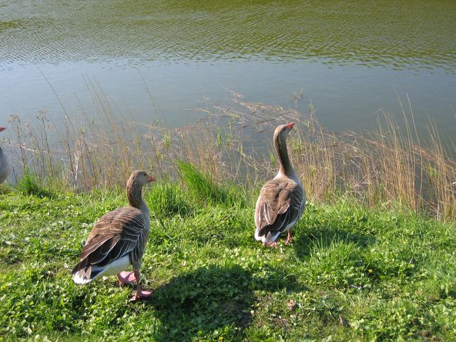 カモも黄昏ています。