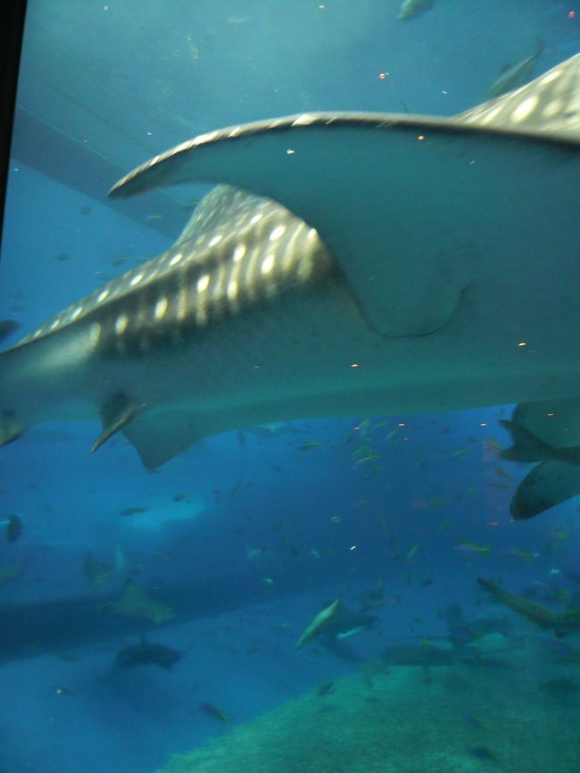 目の前を通過中。<br /><br />大きな胴体は全長７、９メートルもあるそうです。