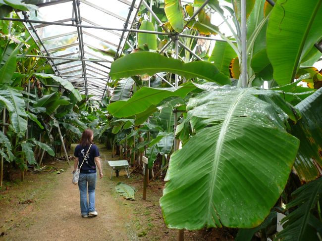 「むら咲むら」バナナ園