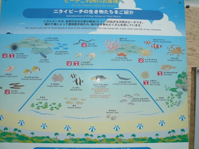 ニライビーチで暮らす生き物たち<br /><br />カクレクマノミ、ルリスズメダイ、魚以外にもナマコやウニ、ヒトデやシャコなど数え切れないほどの生き物たちが暮らしているそうです。