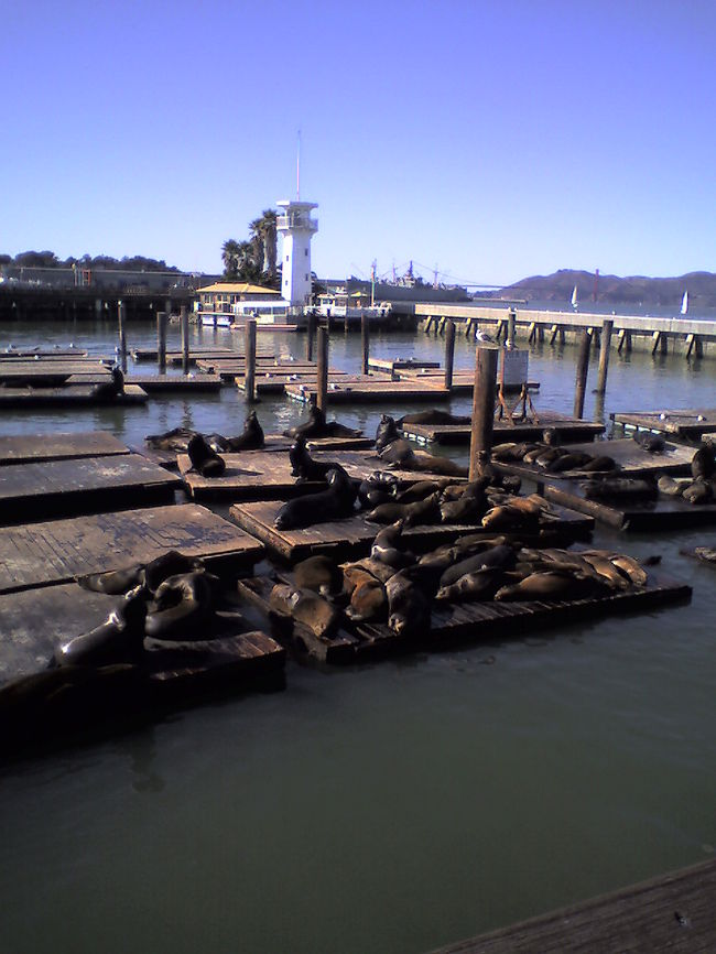 Pier39の野生のアシカ<br />臭いもすごい！<br />