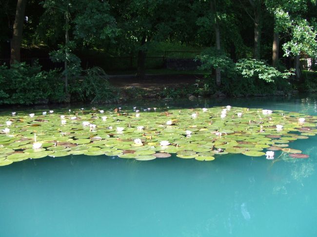 睡蓮も