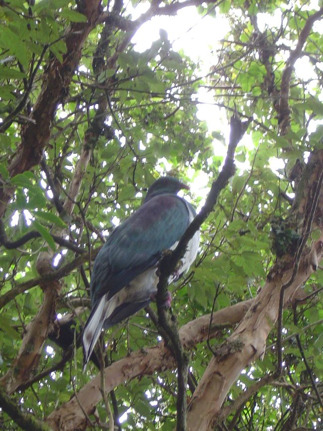 すると、頭上にばかでかい鳥が！ウッドピジョンだけどこれはスチュワートウッドピジョンと呼ばれている。普通の鳩の3倍ぐらいの大きさで飛ぶとV時に開いた羽の間を空気が抜ける独特の音がして結構目立つ。