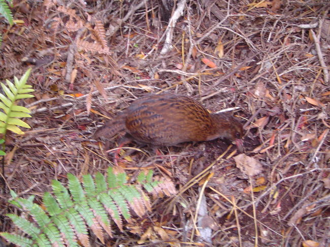 ごそごそ出没するウェカは、結構みんなKIWIだと思うみたい。残念ながらKIWIはここまで無防備ではありません。