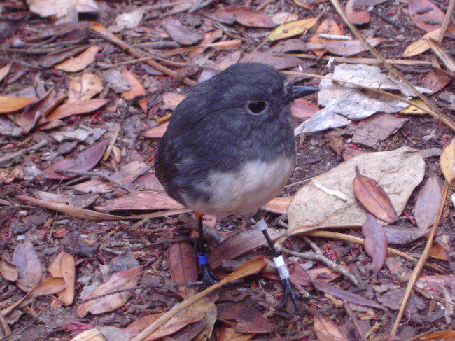 スチュワートロビンはとても人懐っこく足元を飛び回る。足には全て標識がついている。<br />このほかに。カカや緑の鳥、攻撃性の強いシーガルなど野鳥のサンクチュアリと言われるだけのことはあります。<br />12時のフェリーで戻る。