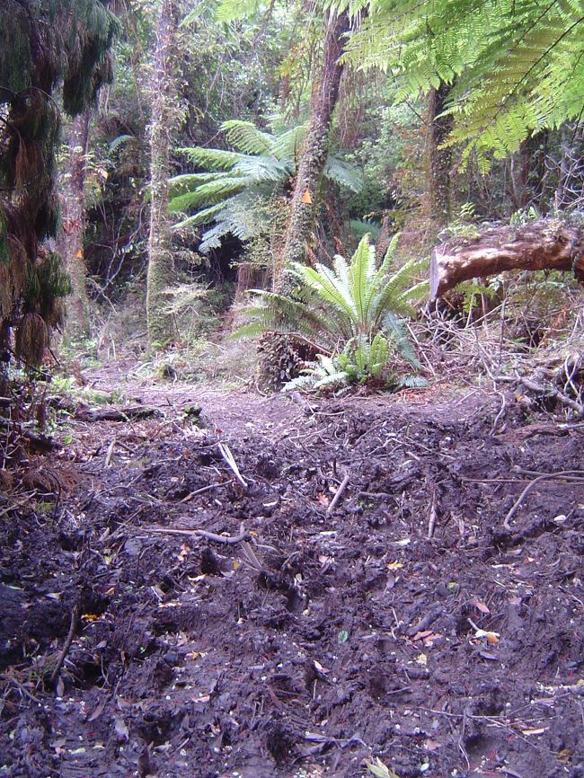 普通にもいけるんだけど、せっかくなのでGordenMoundTruckに登る。前にここでトレッキングしたことのある人に聞いてた通りMaddyな道。かなりドロドロになる。