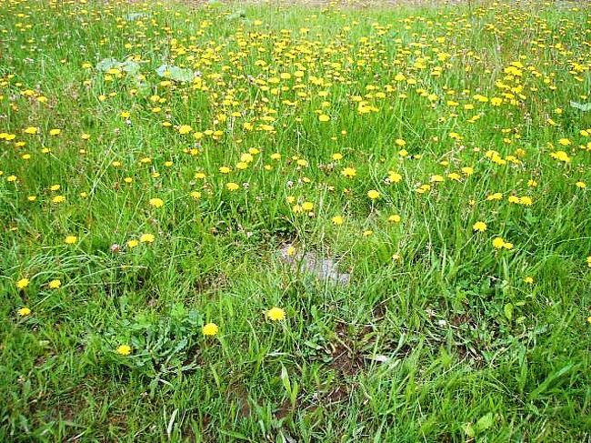 　自然の花もこの通りいっぱい咲いています。