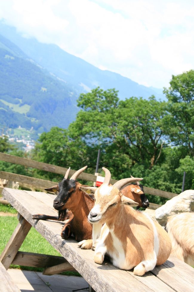 ハイジの土産屋さんのそばのテーブルの上になぜかヤギが乗ってました。居心地がいいのかな？