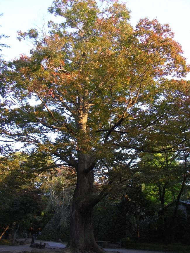 城内にある大ケヤキ。
