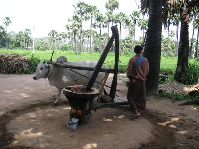 　６日目。この日は、パガン郊外のポッパ山へ。前日の夕日を見に行ったときのドライバーさんに、送迎をお願いしました。<br /><br />　ドライバーさんが「途中にやし酒を造っている集落が有るけど、見ていかないかい」と勧めてくれたので、寄ってみることに。<br /><br />　まず、やしの木から実を落として、写真のようにすりつぶして果汁を絞ります。この汁から、やし油、やし砂糖、やし酒を作るそうです。<br /><br />　やし砂糖を試食させてもらいましたが、甘みの中にやしの風味があっておいしかったです。<br /><br /><br />　