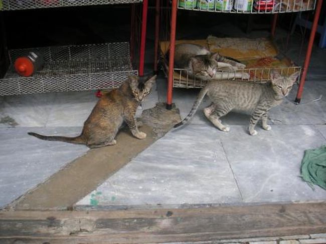 　ヤンゴン市内の猫たち。<br /><br />　出国審査も無事終わり（違う人のパスポートが帰ってくるぐらい適当だった）帰国の途に着きました。<br /><br />　どういうわけか、写真データが散在してしまっていて手元に写真が少ししかないのが残念。<br /><br />　また行きたいなあ、ミャンマー。<br /><br />　　　　　　　　　　　　　　　　　　　　　終わり