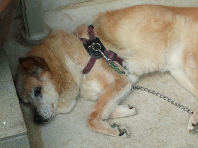 　クターっとなっちゃいました。