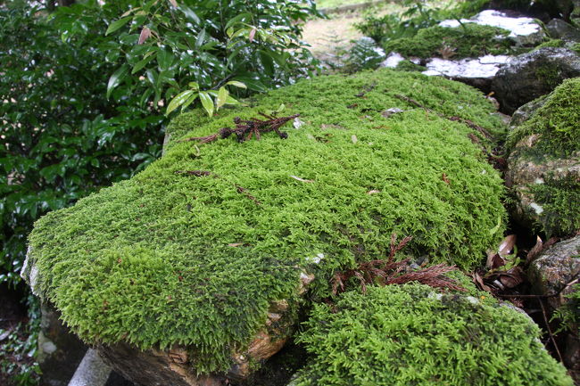 高野大師堂<br /><br />雨に濡れた苔が綺麗でした。