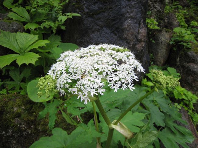 朝７時半に五色ヶ原案内センターに集合し、ガイドさんと一緒にほとんど手付かずの自然が残る五色ヶ原（カモシカコース）に入ります。約７時間のトレッキングコースです。