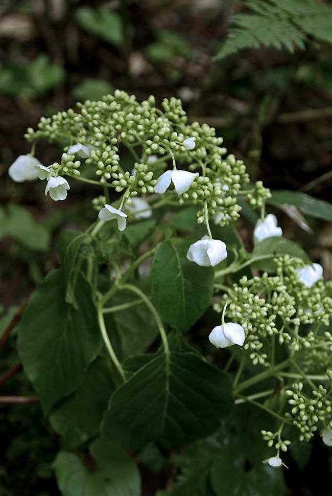 ほうーら　パッ　パッ　パッ　パッっと咲いてますよ<br /><br />　（そうちゃうやろ　数や無いねん　他には）<br /><br />ありますよー<br /><br />（それを早く パッ言わんかい）