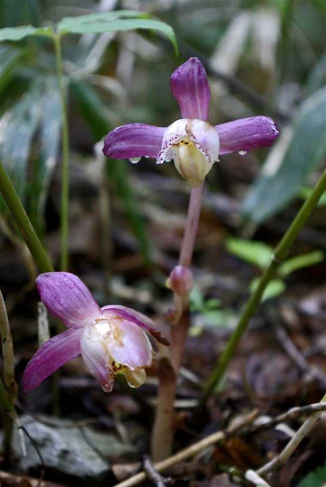 ねっ　これで良いでしょう<br /><br />（まぁーな こんな ものやろうねぇ）<br /><br />何か期待ハズレでしたか？<br /><br />（もっと めずらしいのを見てみたいな）<br /><br />ありますよー<br /><br />（ホンマかいな それを早く言わんかいなぁ）