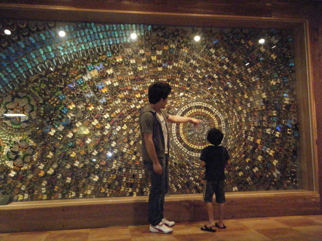 後ろの壁画はすべて蝶でできています。