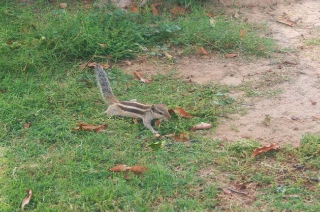 インドではリスをたくさん見かけました。